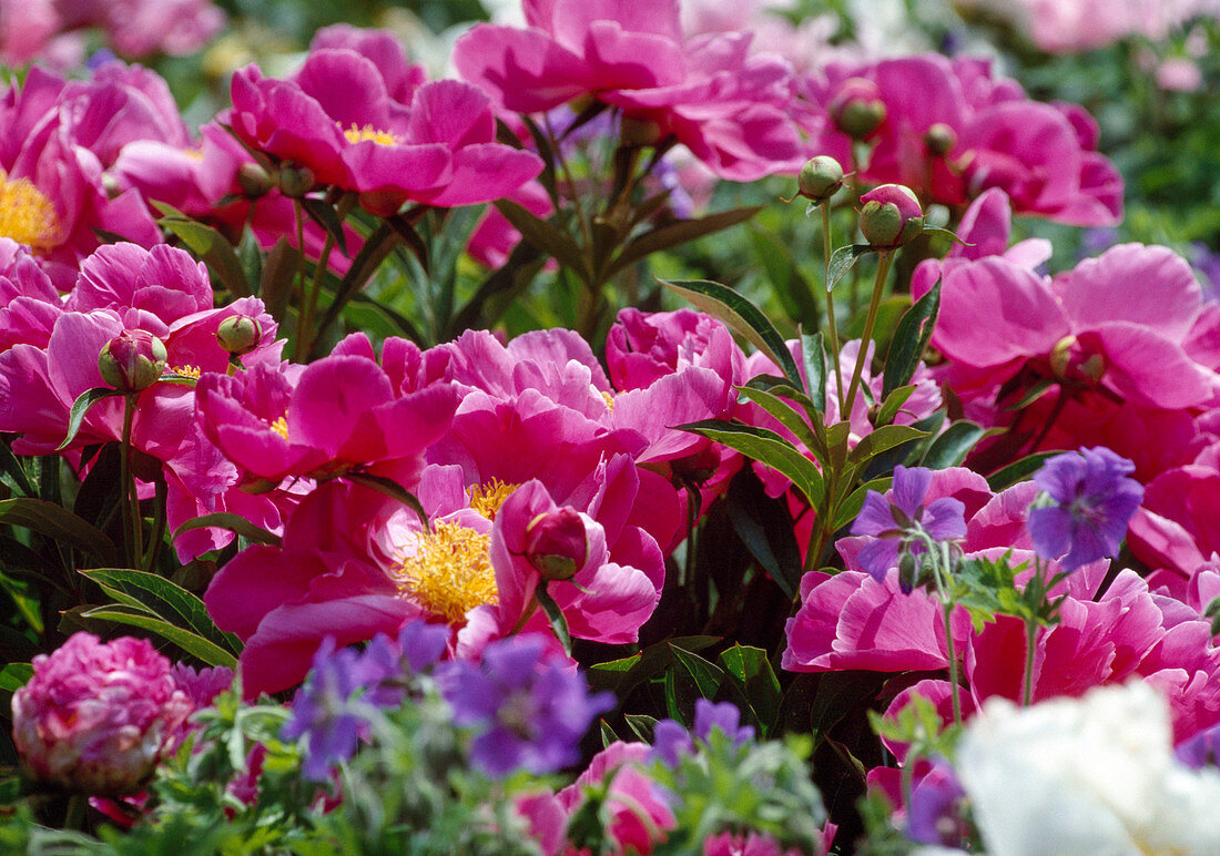 Paeonia lactiflora 'Schwindt' Pfingstrose Bl. 02