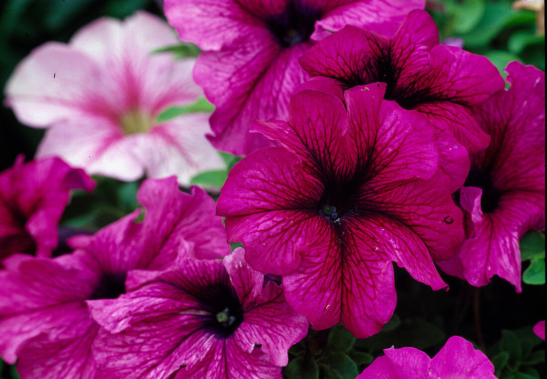 Petunia pink, dark-veined petunia