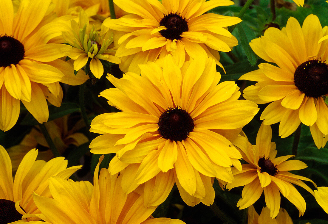 Rudbeckia hirta 'Goldilocks' (Sonnenhut)