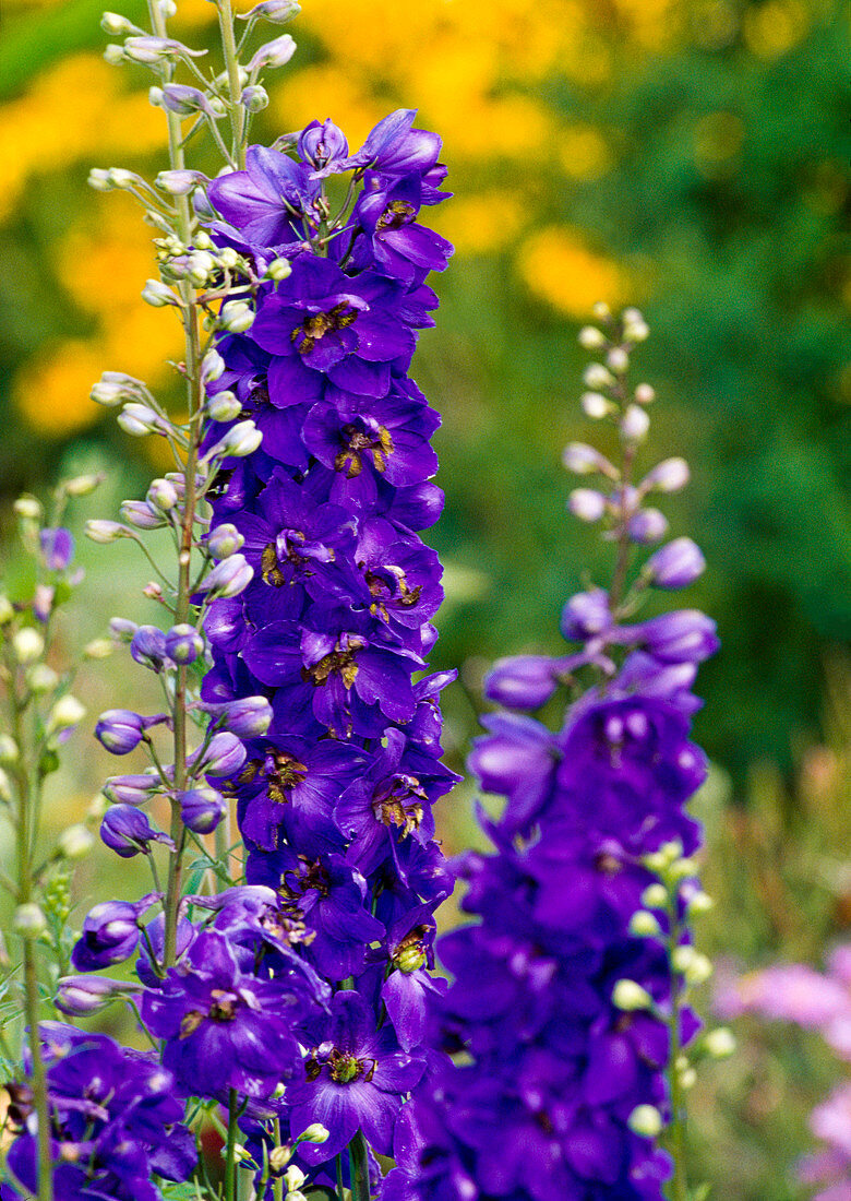 Delphinium 'Black Knight' (Delphinium)