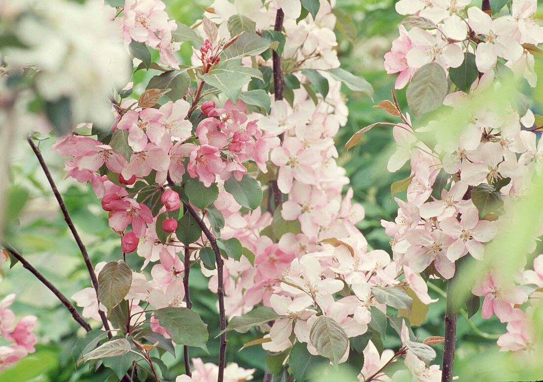 Blossoms of Malus (ornamental apple)