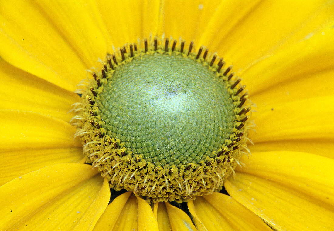 Heliopsis helianthoides var. scabra (sun eye) 02