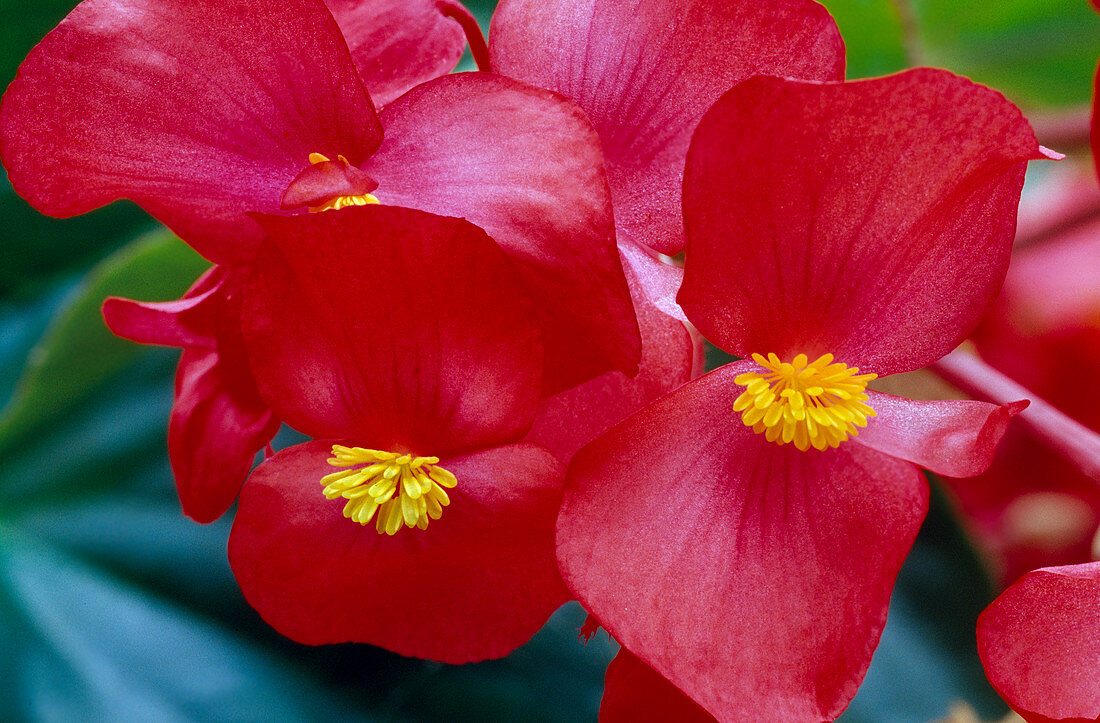 Begonia lorraine Zimmerbegonie rot 02