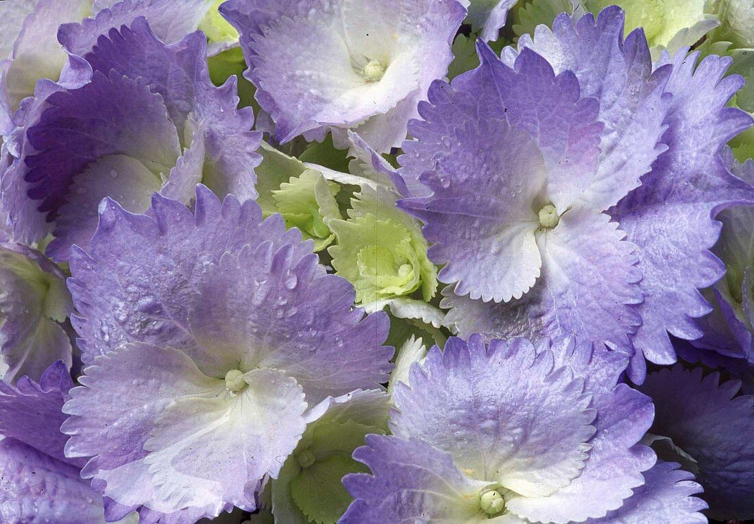 Hydrangea macrophylla