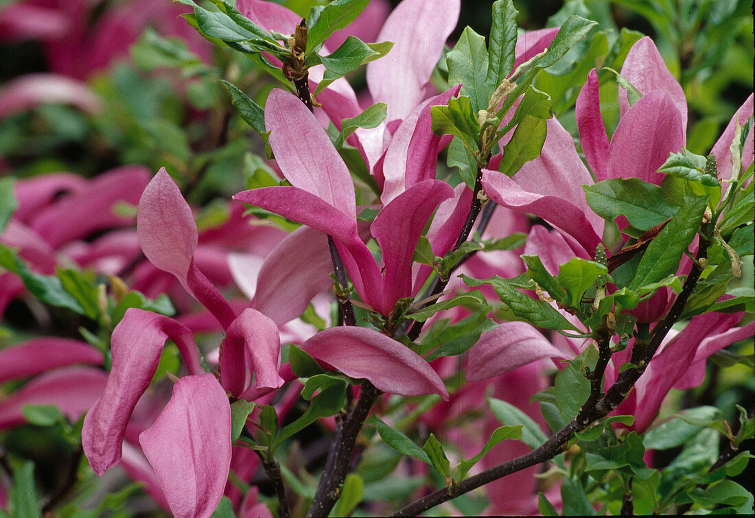 Magnolia 'Susan' (Magnolia)