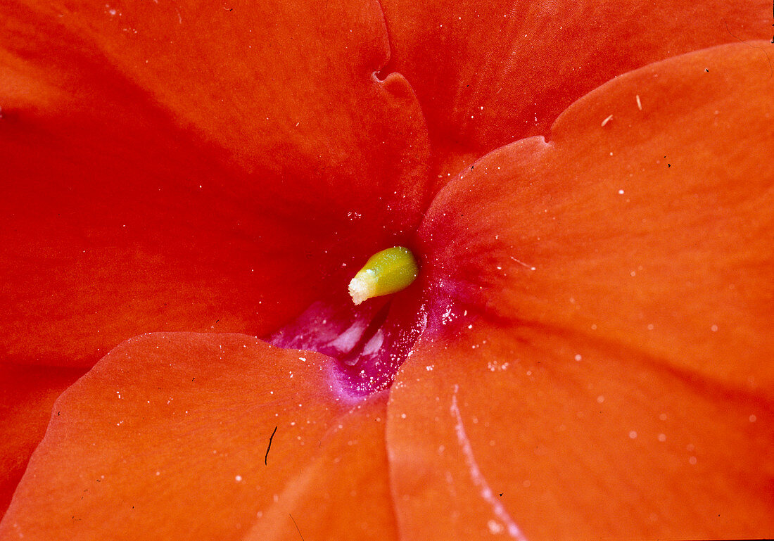 Impatiens New Guinea (sweet pea) 02