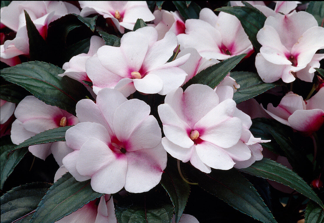 Impatiens New Guinea Magnifico 'White Rouge' 02