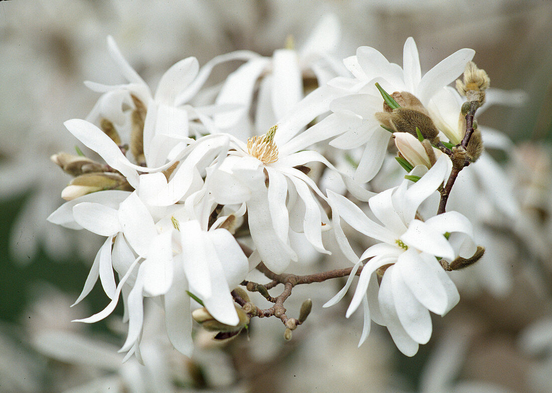 Magnolia stellata (Star magnolia)