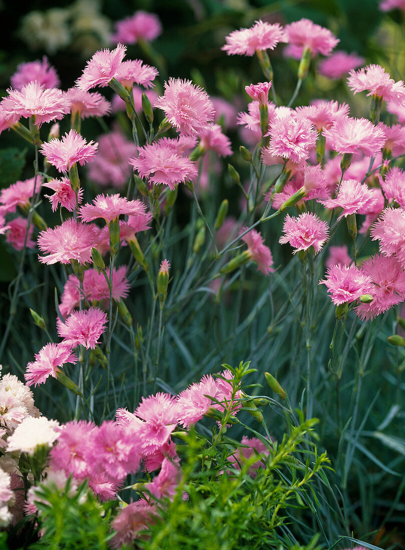 Dianthus plumarius (True plumage), pleasant scent