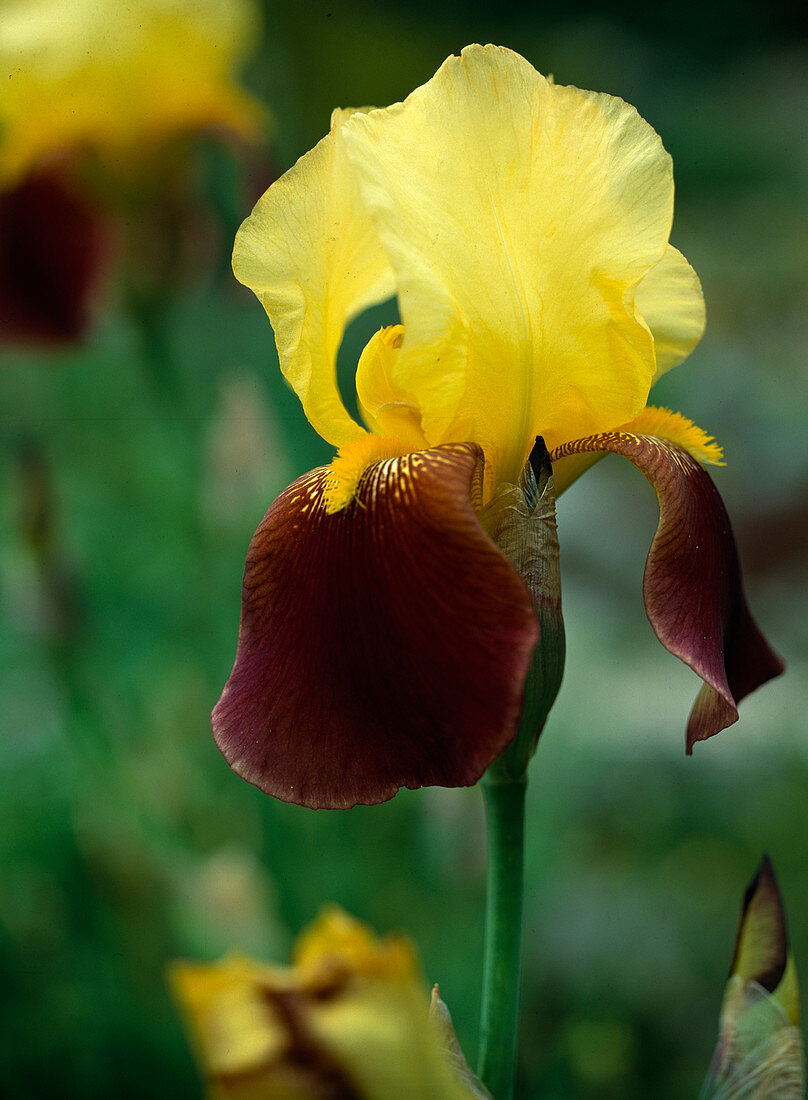 Iris barbata-elatior 'Lambent' gelb (braun) alte Irissorte