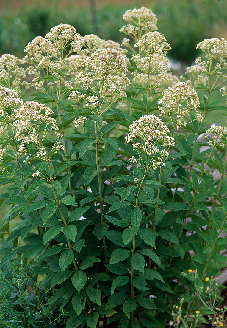 Eupatorium purpureum 'Album' (Water Wort)