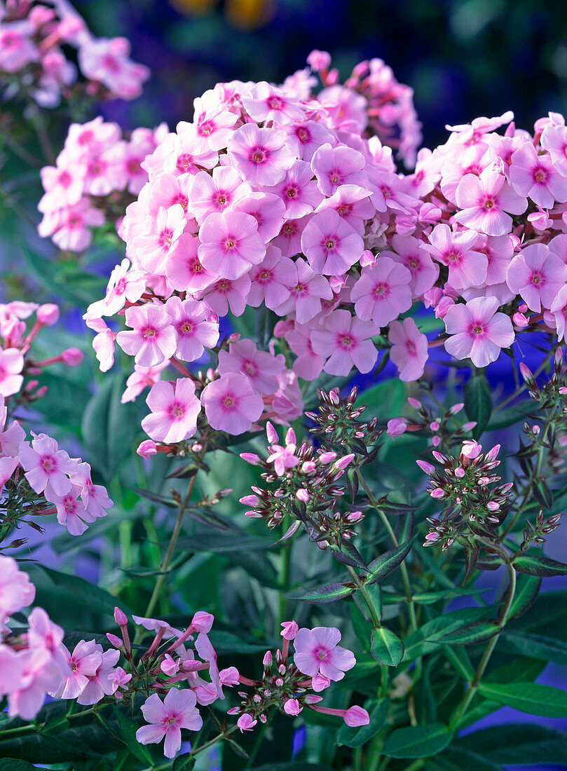 Phlox paniculata 'Country Wedding'