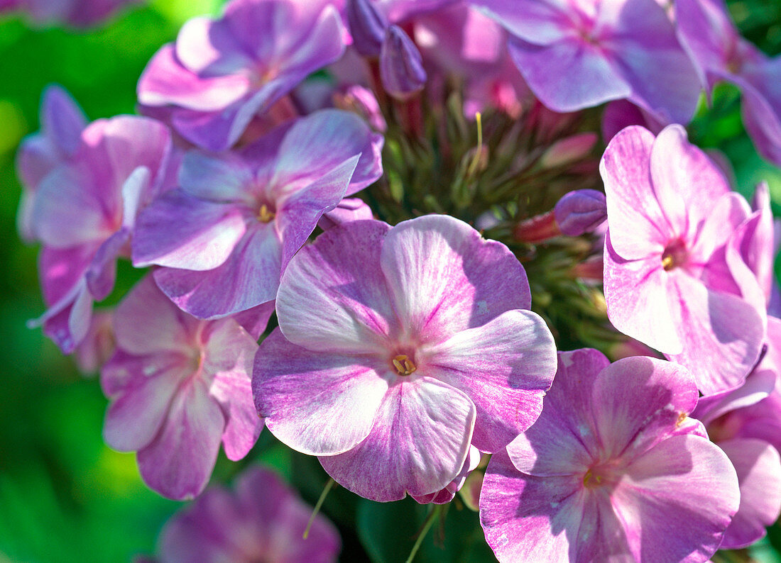 Phlox paniculata 'starry sky'