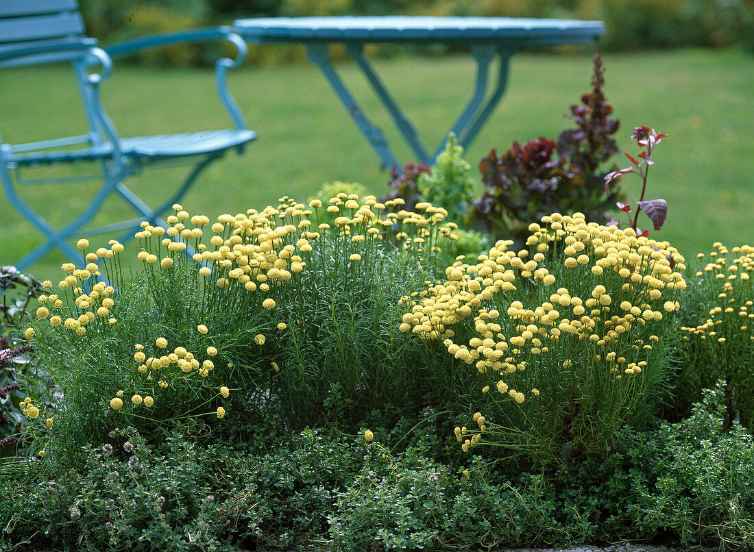 Santolina chamaecyparissus 'Edward Bowles' (Heiligenkraut)