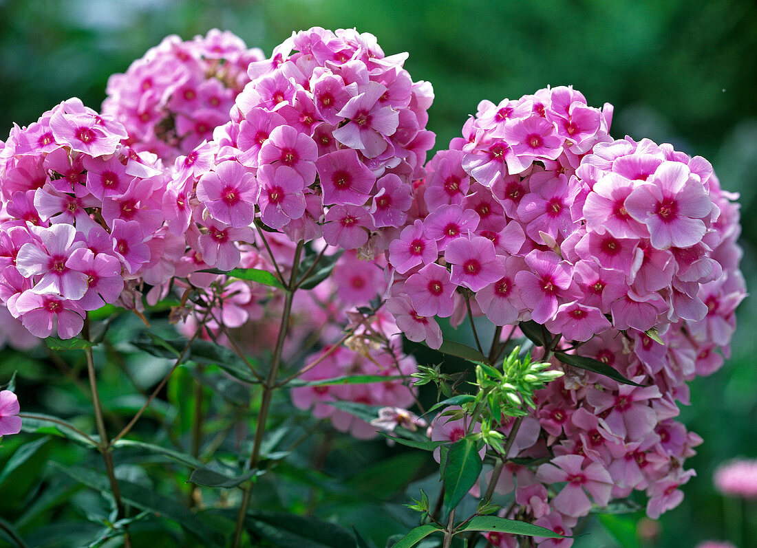 Phlox paniculata 'Landhochzeit'