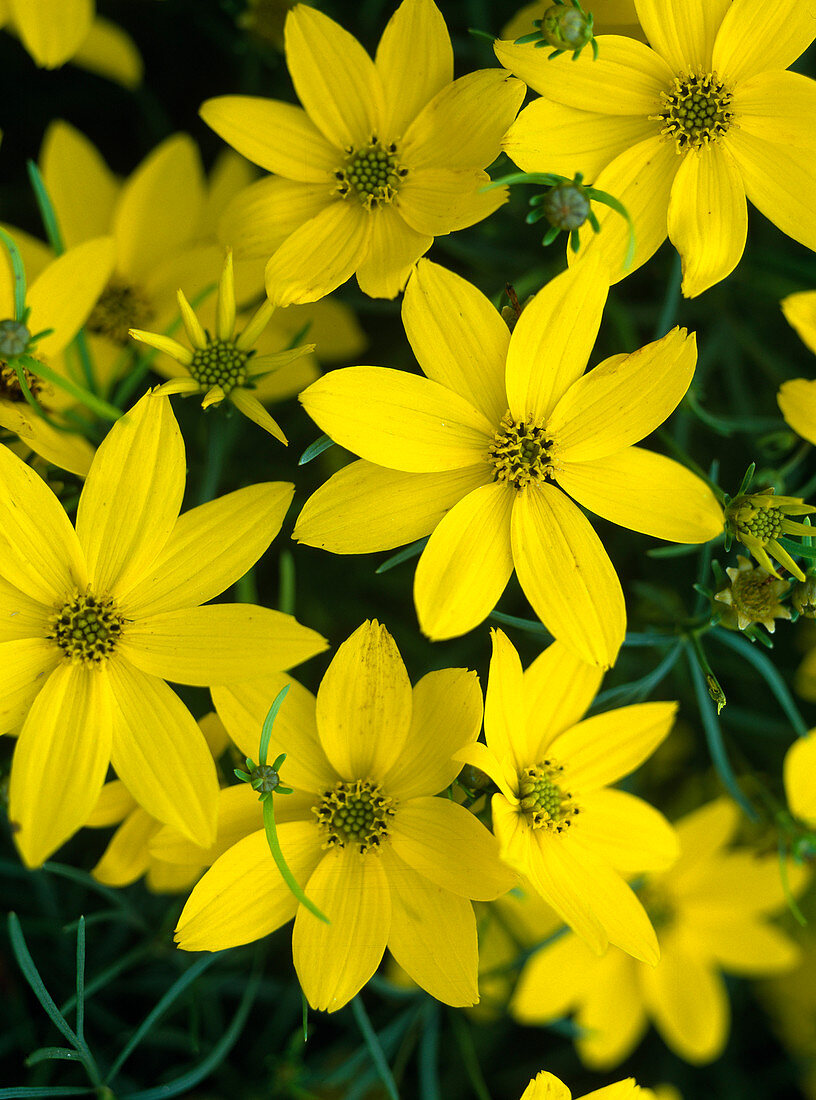 Coreopsis verticillata