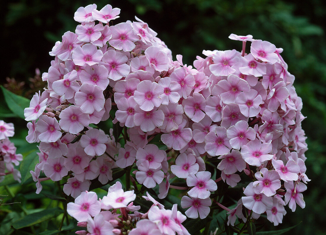 Phlox paniculata 'Country Wedding'