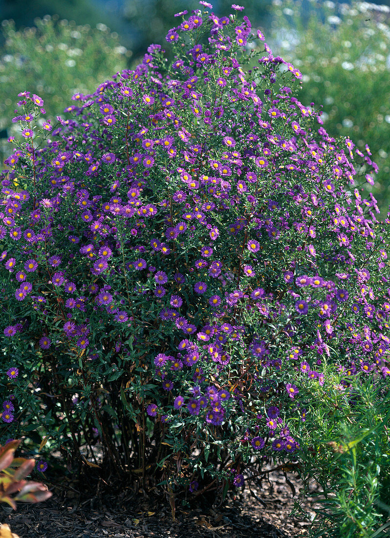 Aster novi-belgii 'Schöne von Dietlikon' (Beauty of Dietlikon)