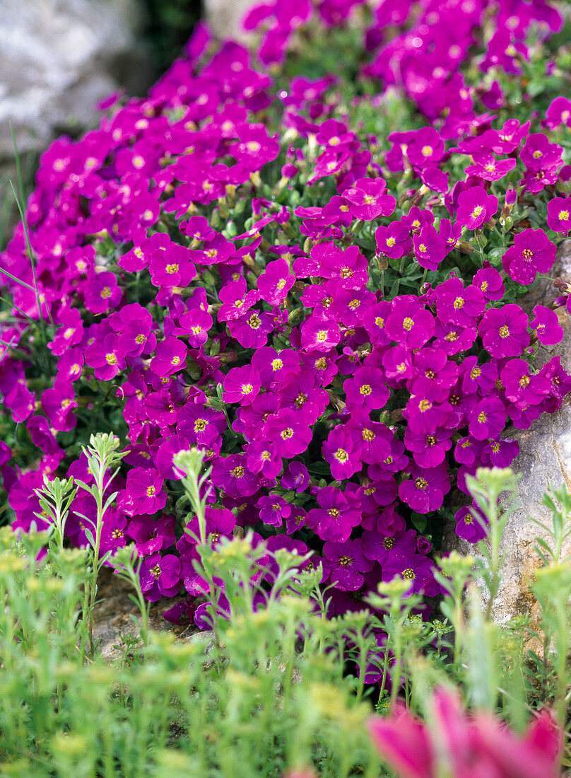 Aubrieta x cultorum (blue pillow)