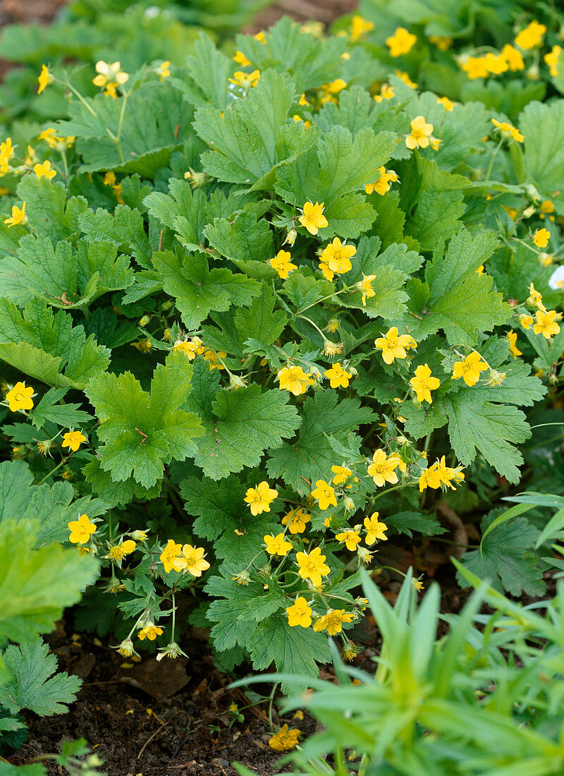 Waldsteinia geoides (golden strawberry)