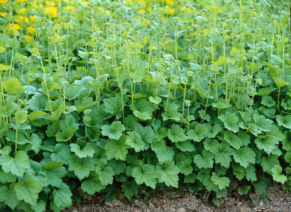 Tellima grandiflora / Falsche Alraunwurzel