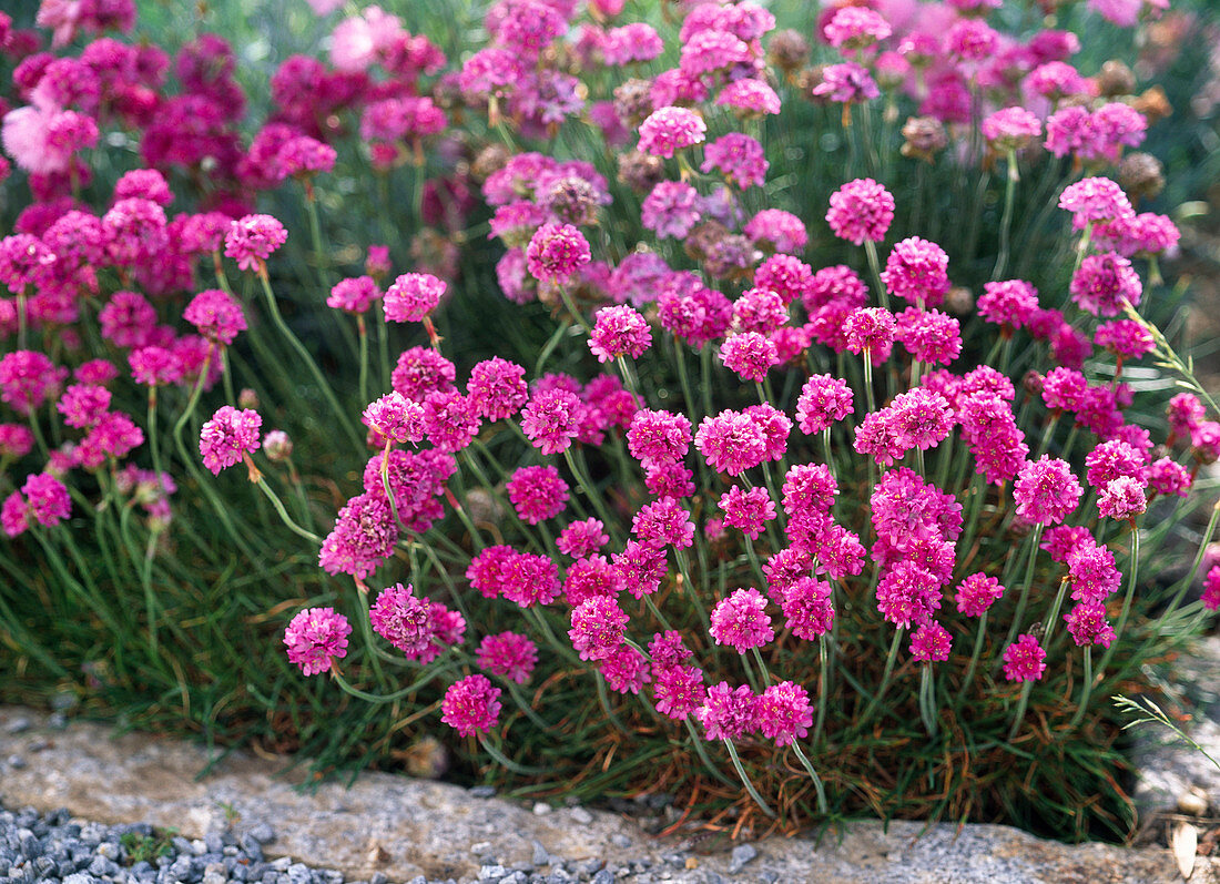 Armeria maritima (Grasnelke)