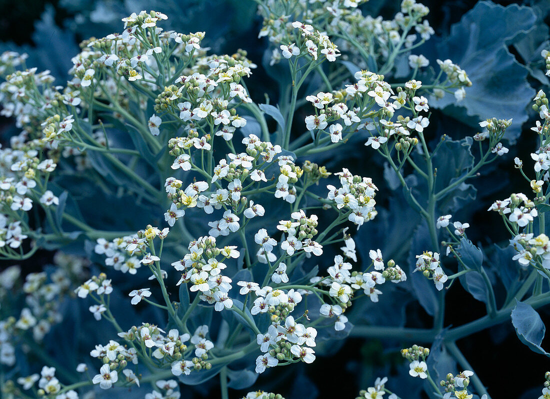 Crambe maritima (Meerkohl)