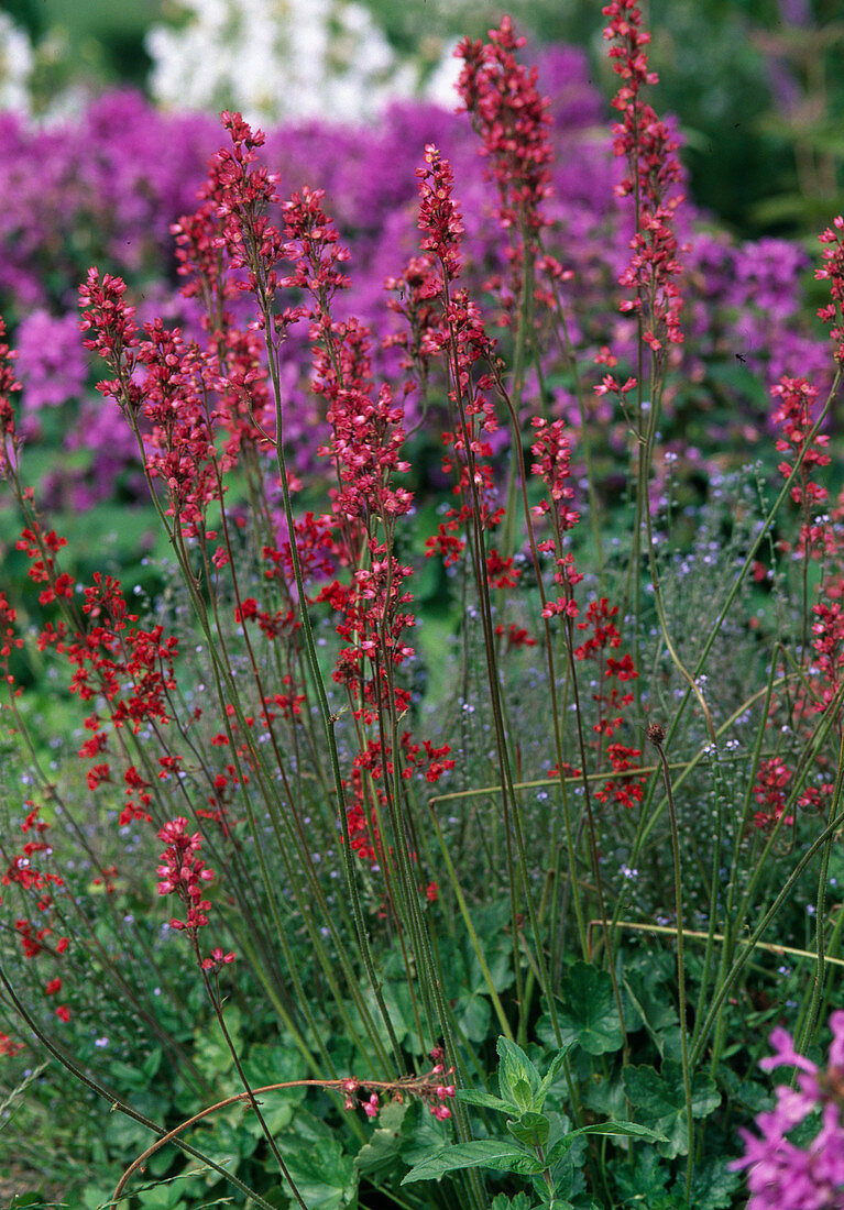 Heuchera 'Firefly' (Purple bell)