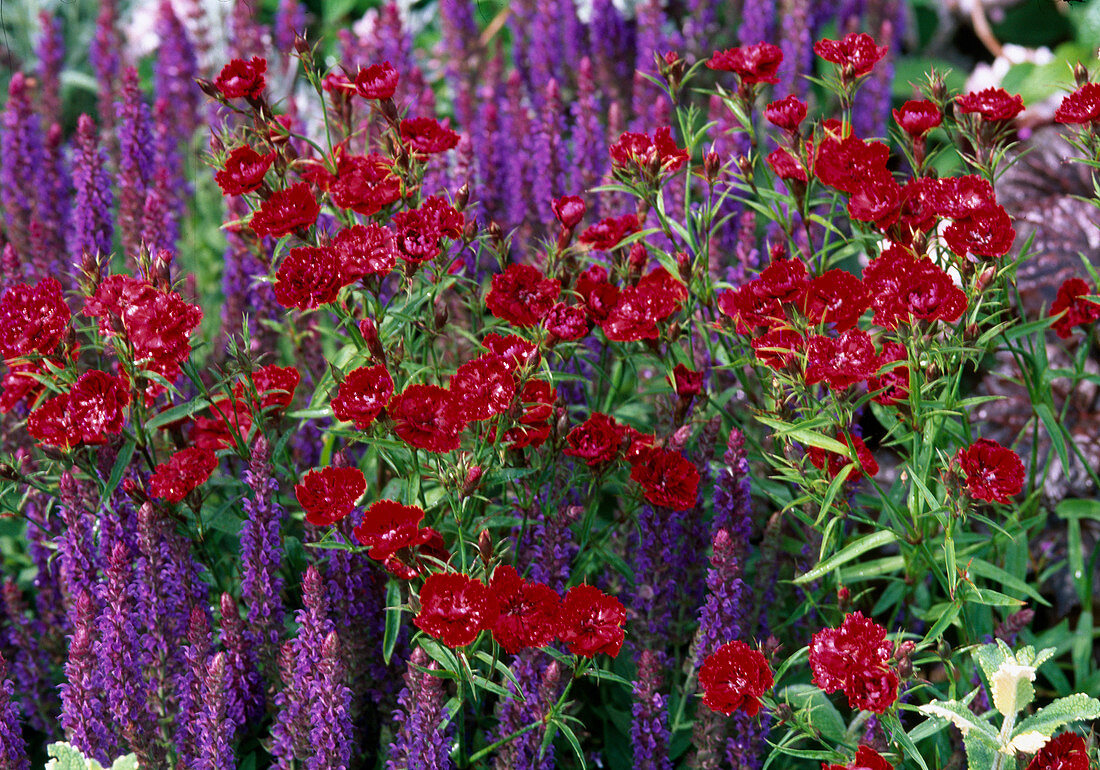Dianthus 'Ideal Series Red' (Nelken), Salvia nemorosa (Ziersalbei)