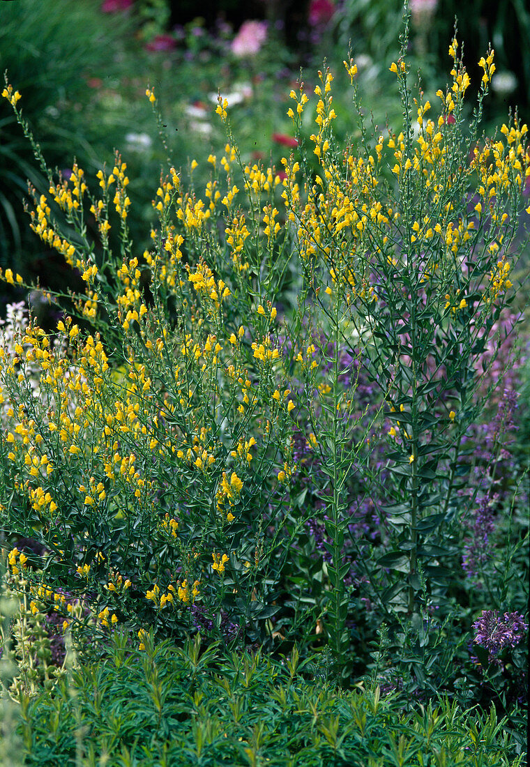 Linaria genistifolia ssp. dalmatica (Toadflax)