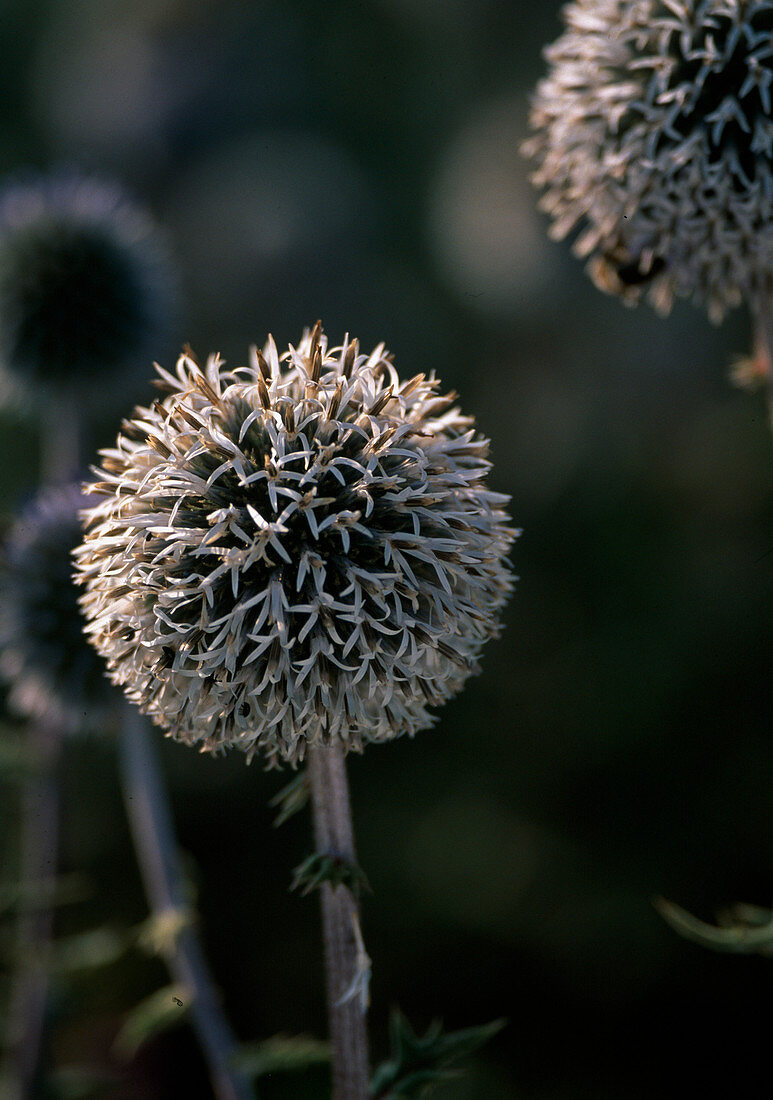 Echinops sphaerocephalus (globe thistle)