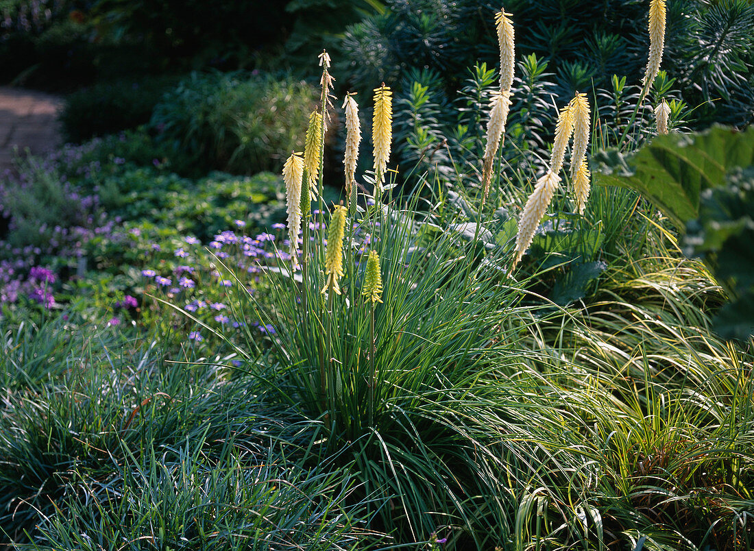 Kniphofia 'Little Maid' (light yellow torch lily)