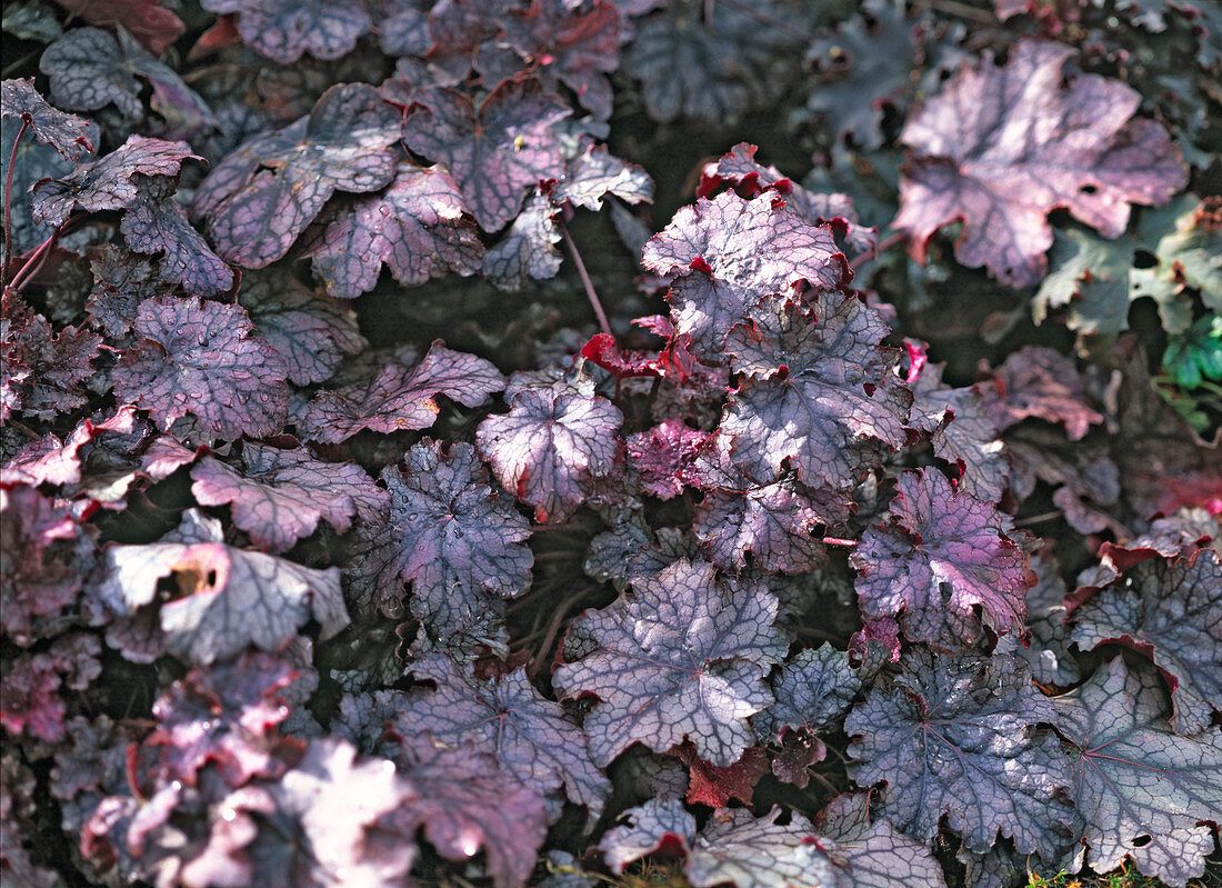 Heuchera 'Amethyst Myst' / Purpurglöckchen