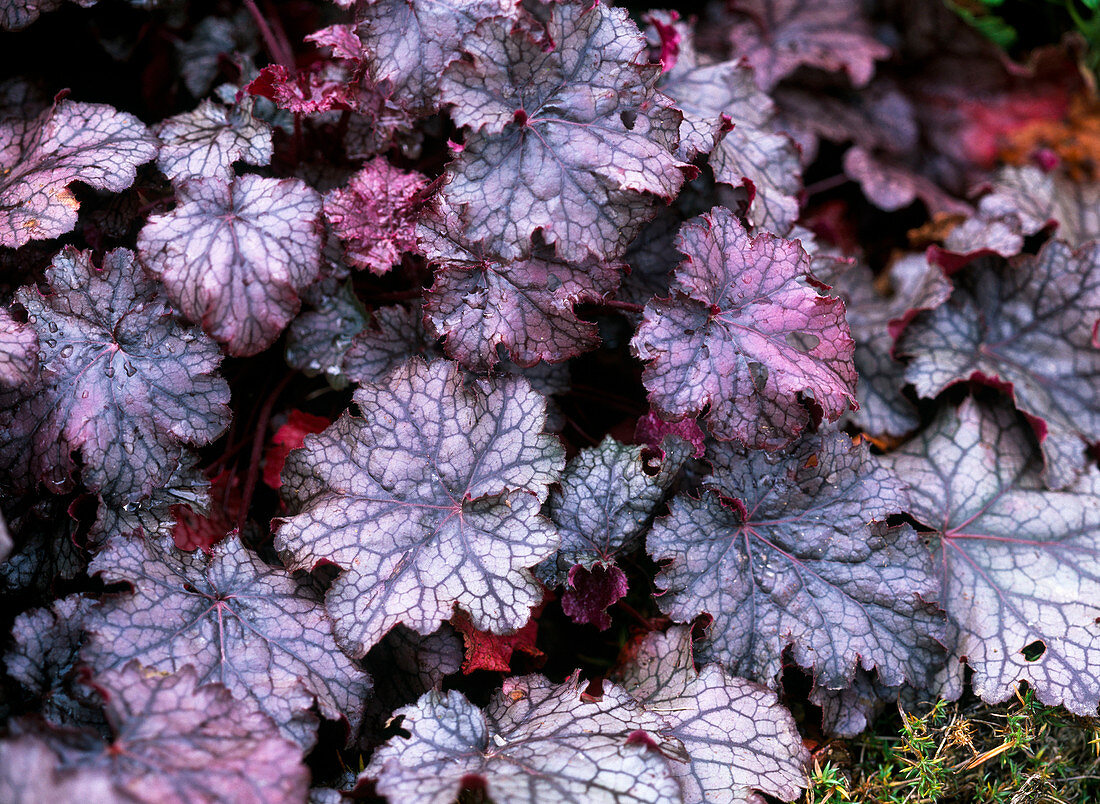 Heuchera 'Amethyst Myst' (Purple bellflower)