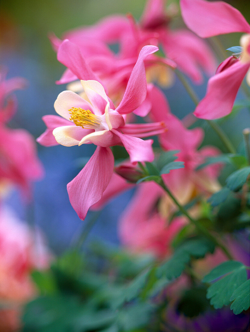 Aquilegia 'Spring Magic'