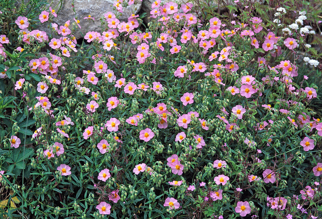 Helianthemum 'Lawrensons Pink' (Sunflower)