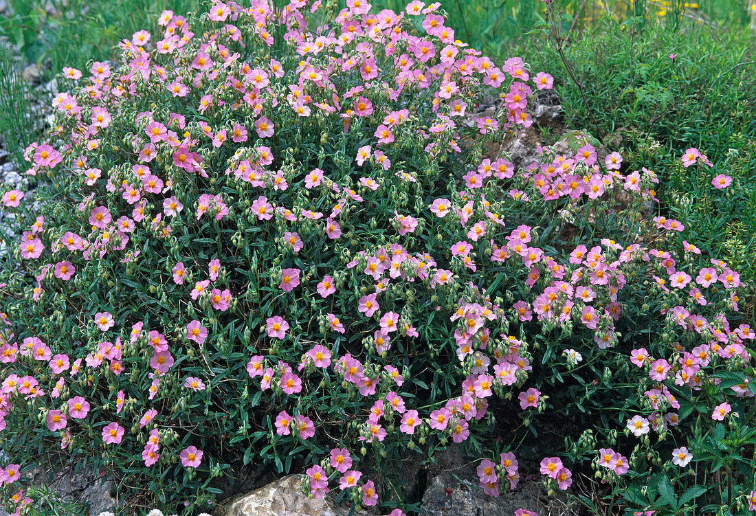 Helianthemum 'Lawrensons Pink' (Sunflower)