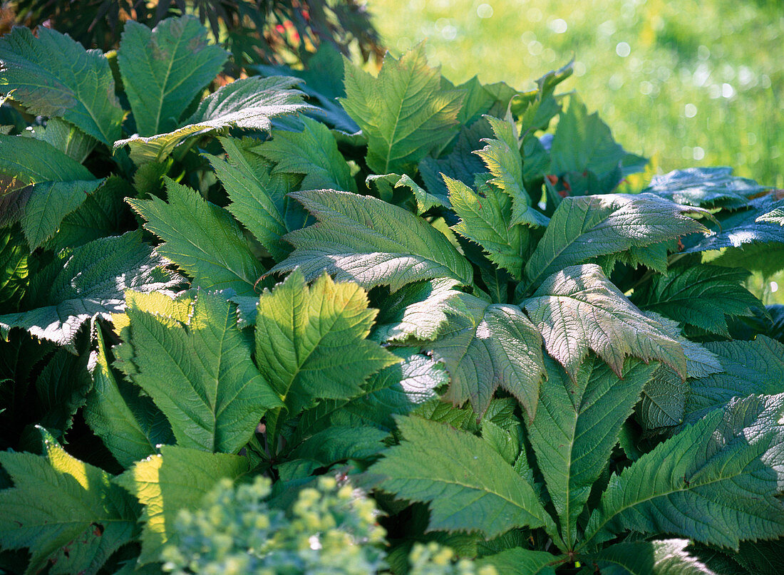 Rodgersia podophylla (Schaublatt)