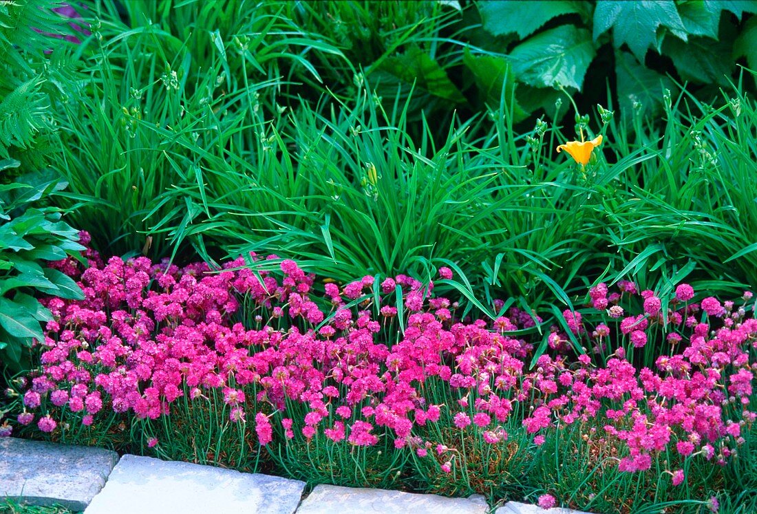 Armeria maritima 'Düsseldorfer Stolz' (Grasnelken)