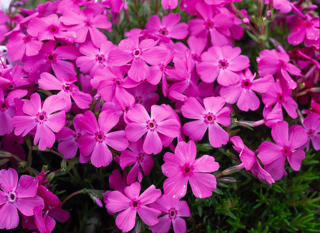 Phlox subulata 'Mac Daniels Cushion'