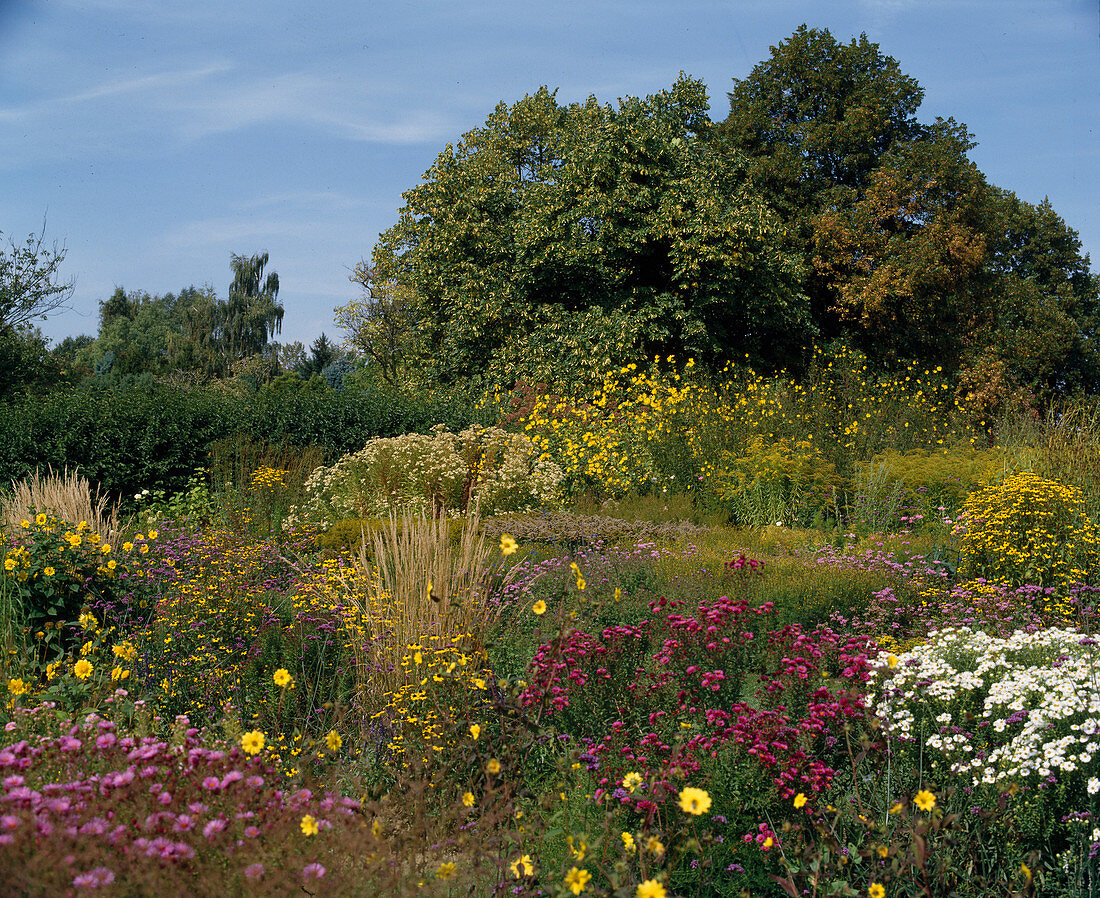 Helianthus decapetalus 'Morgensonne'