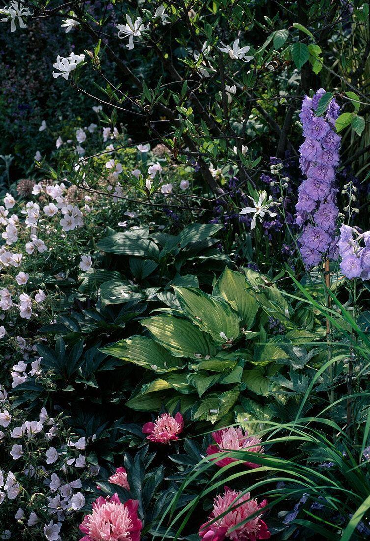 Hosta, Delphinium, Paeonia, Magnolia