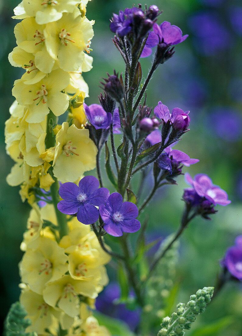 Anchusa italica (Ochsenzunge)