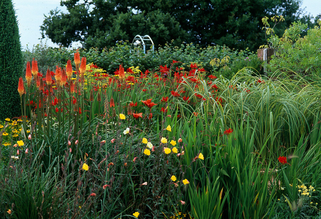 Kniphofia (Fackellilie)