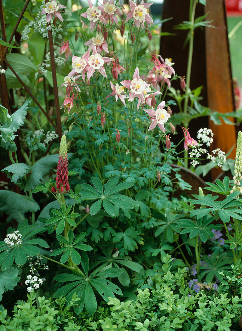 Aquilegia vulgaris (columbine), Lupinus