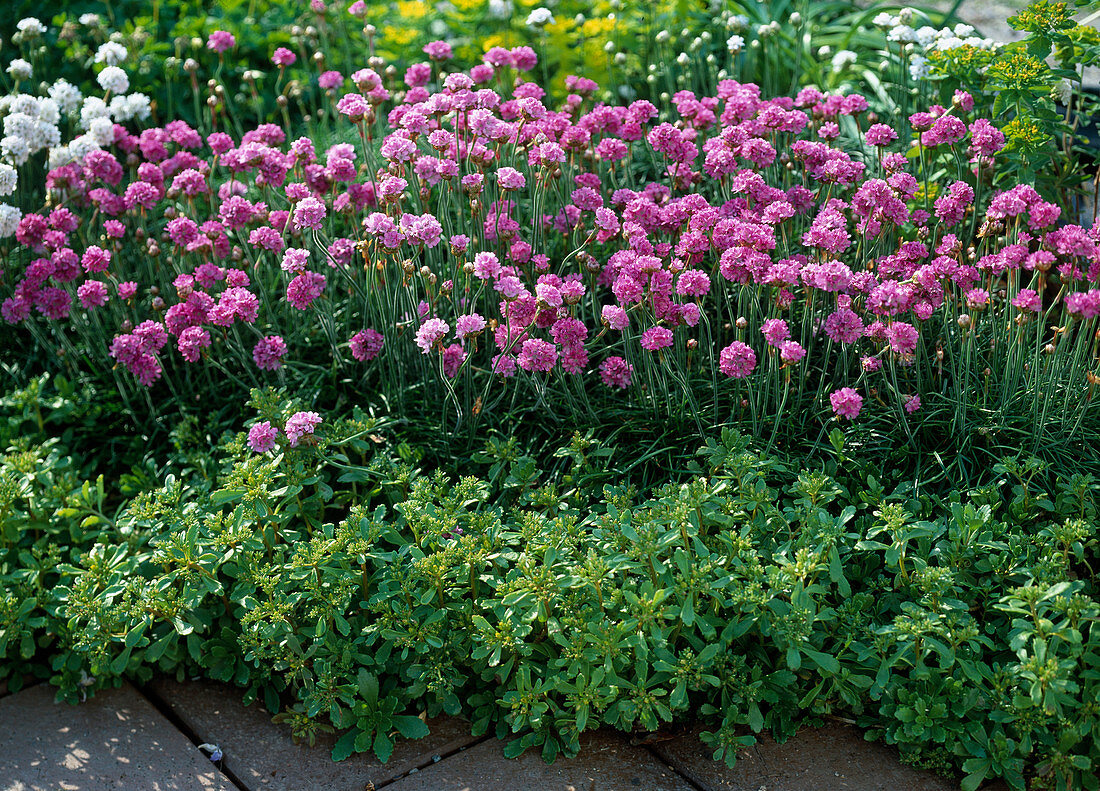 Armeria maritima (Clove of Grass), Sedum 'Periwinkle'