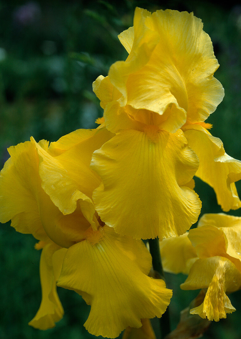 Iris barbata elatior hybr. 'Carolina Gold'