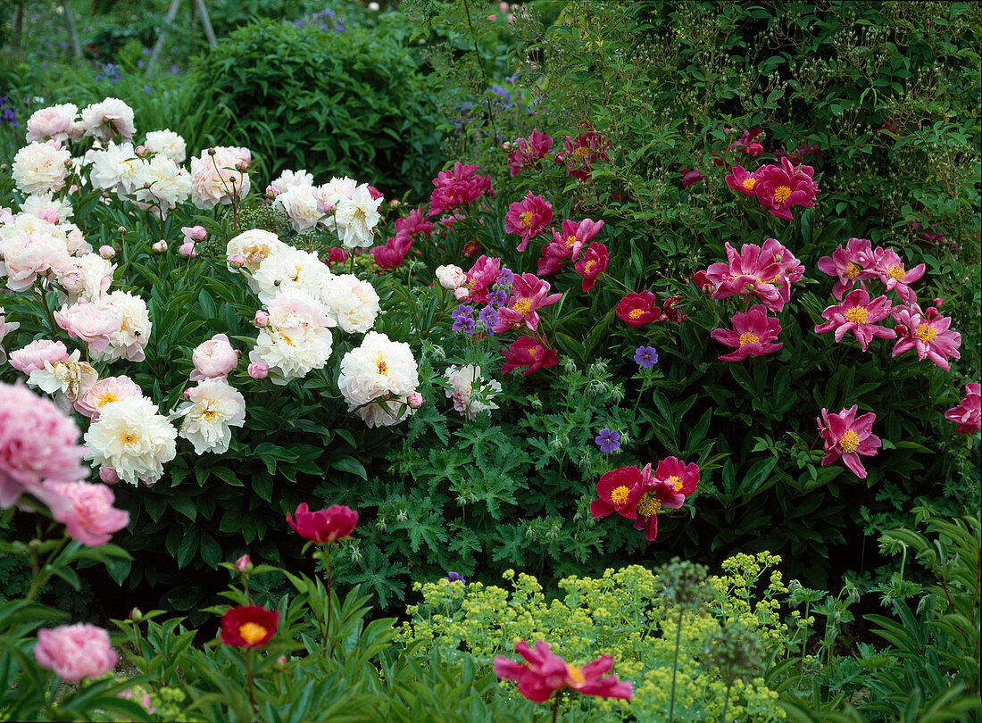 Paeonia lactiflora hybr. 'Dr. Alexander Fleming' (Peony)