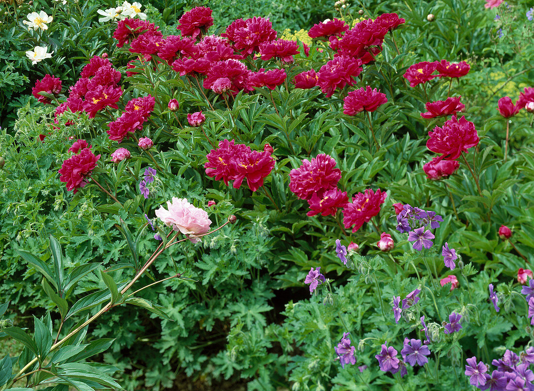 Paeonia lactiflora hybr. 'Bunker Hill' (Peony)