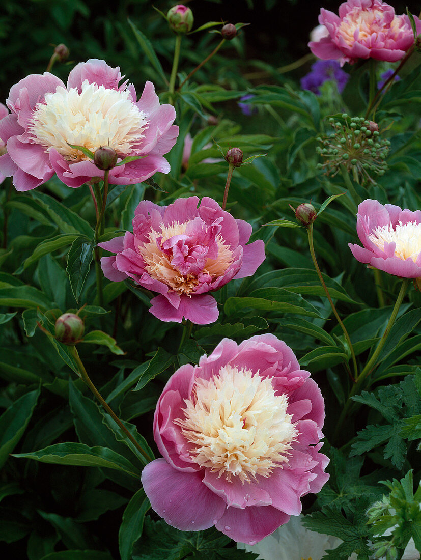 Paeonia lactiflora 'Bowl of Beauty' (Peony)